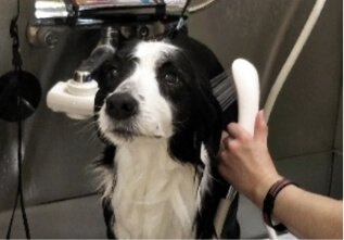 オゾン水で犬を洗っている様子